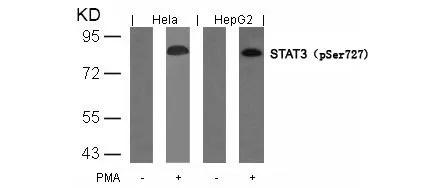WB analysis of extracts from HeLa and HepG2 cells untreated or treated with PMA using GTX50120 STAT3 (phospho Ser727) antibody.