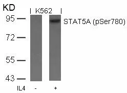 WB analysis of extracts from K562 cells untreated or treated with IL-4 using GTX50123 STAT5A (phospho Ser780) antibody.