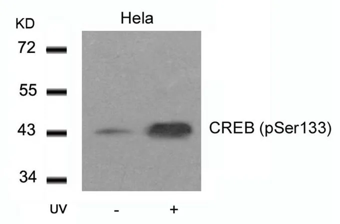 WB analysis of extracts from HeLa cells untreated or treated with UV using GTX50126 CREB (phospho Ser133) antibody.