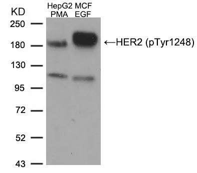 WB analysis of extracts from HepG2 cells treated with PMA and MCF cells treated with EGF using GTX50146 Her2 / ErbB2 (phospho Tyr1248) antibody.