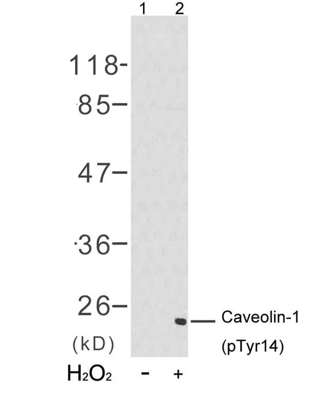 WB analysis of extracts from 3T3 cells untreated (lane 1) or treated with H2O2 (lane 2) using GTX50156 Caveolin 1 (phospho Tyr14) antibody.