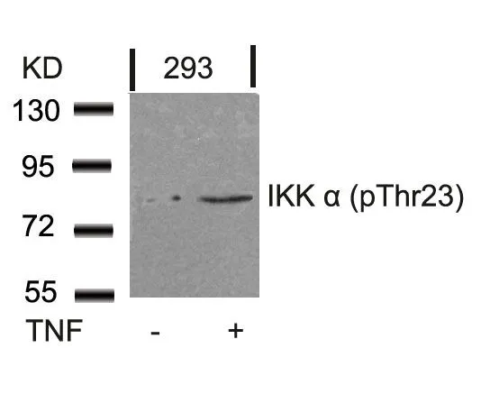 WB analysis of extracts from 293 cells untreated or treated with TNF using GTX50190 IKK alpha (phospho Thr23) antibody.