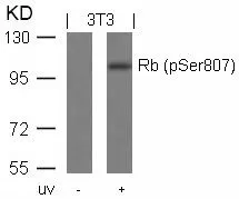 WB analysis of extracts from 3T3 cells untreated or treated with UV using GTX50192 Rb (phospho Ser807) antibody.
