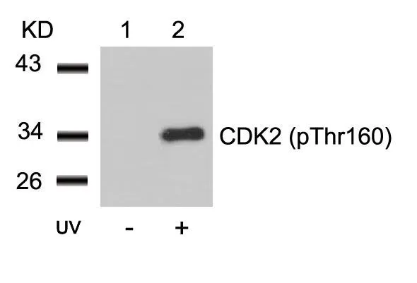 WB analysis of extracts from HeLa cells untreated (lane 1) or treated with UV (lane 2) using GTX50194 CDK2 (phospho Thr160) antibody .