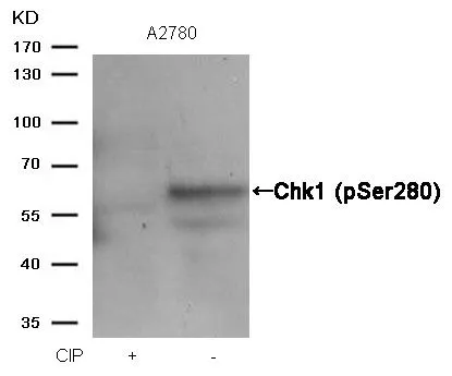 WB analysis of extracts from A2780 cells treated with calf intestinal phosphatase (CIP) using GTX50200 Chk1 (phospho Ser280) antibody.