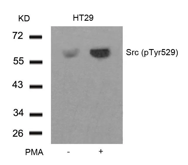 WB analysis of extracts from HT-29 cells untreated or treated with PMA using GTX50210 Src (phospho Tyr527) antibody.