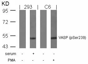 WB analysis of extracts from serum-treated 293 and PMA-treated C6 cells using GTX50213 VASP (phospho Ser239) antibody.
