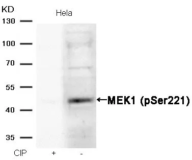 WB analysis of extracts from HeLa cells treated with calf intestinal phosphatase (CIP) using GTX50216 MEK1 (phospho Ser221) antibody.