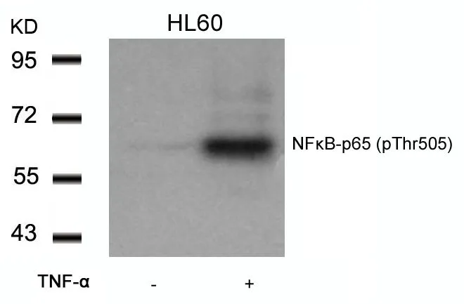 WB analysis of extracts from HL-60 cells untreated or treated with TNF-a using GTX50219 NFkB p65 (phospho Thr505) antibody.