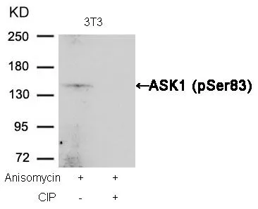 WB analysis of extracts from 3T3 cells treated with Anisomycin or calf intestinal phosphatase (CIP) using GTX50228 ASK1 (phospho Ser83) antibody.