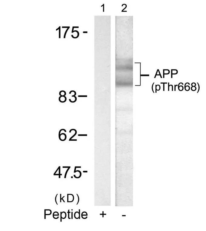 WB analysis of extracts from mouse brain tissue using GTX50235 APP (phospho Thr668) antibody. Lane 1 : Primary antibody pre-incubated with the antigen specific peptide