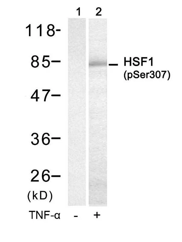 WB analysis of extracts from HUVEC cells untreated (lane 1) or treated with TNF-a (lane 2) using GTX50239 HSF1 (phospho Ser307) antibody.