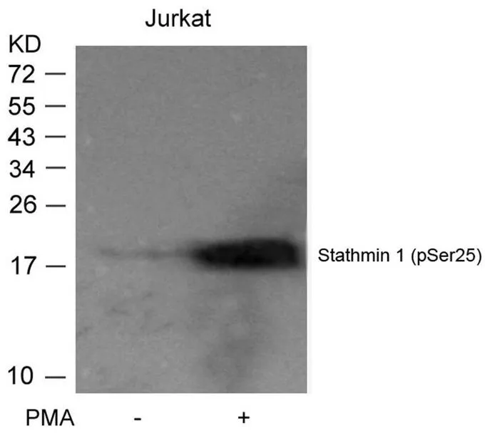 WB analysis of extracts from Jurkat cells untreated or treated with PMA using GTX50260 Stathmin 1 (phospho Ser25) antibody.