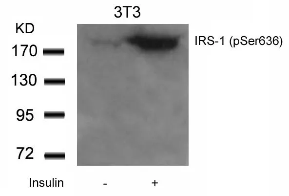 WB analysis of extracts from 3T3 cells untreated or treated with Insulin using GTX50265 IRS1 (phospho Ser636) antibody.