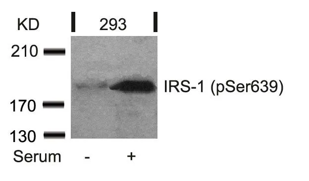 WB analysis of extracts from 293 cells untreated or treated with serum using GTX50266 IRS1 (phospho Ser639) antibody.