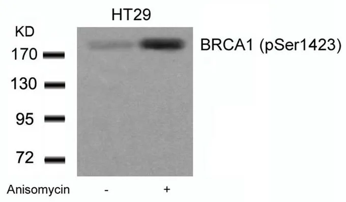 WB analysis of extracts from HT-29 cells untreated or treated with Anisomycin using GTX50272 BRCA1 (phospho Ser1423) antibody.