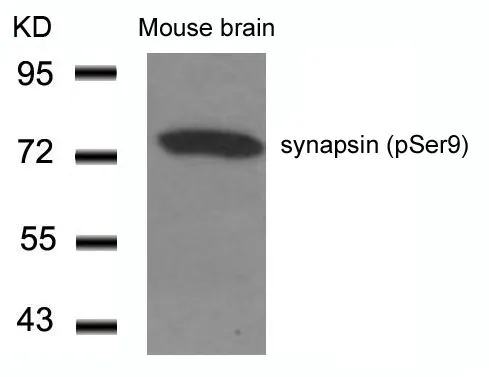 WB analysis of extracts from mouse brain tissue using GTX50292 Synapsin I (phospho Ser9) antibody.