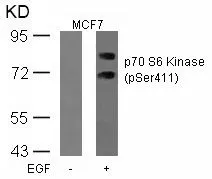 WB analysis of extracts from MCF cells untreated or treated with EGF using GTX50294 p70 S6K (phospho Ser411) antibody.