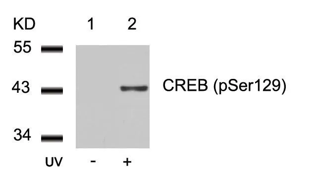 WB analysis of extracts from 293 cells untreated (lane 1) or treated with UV (lane 2) using GTX50296 CREB (phospho Ser129) antibody.