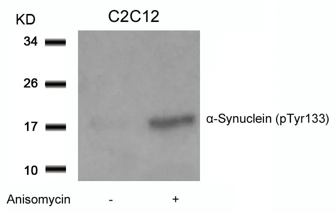 WB analysis of extracts from C2C12 cells untreated or treated with Anisomycin using GTX50305 alpha Synuclein (phospho Tyr133) antibody.