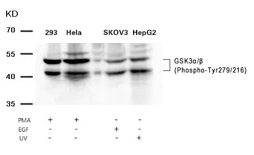 WB analysis of extracts from various cell lines using GTX50316 GSK3 alpha (phospho Tyr279) + GSK3 beta (phospho Tyr216) antibody.