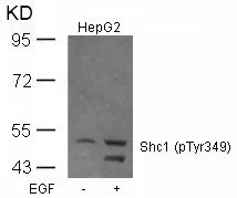 WB analysis of extracts from HepG2 cells untreated or treated with EGF using GTX50325 SHC1 (phospho Tyr239) antibody.