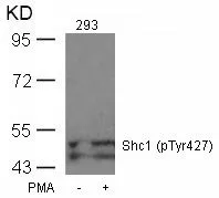 WB analysis of extracts from 293 cells untreated or treated with PMA using GTX50326 SHC1 (phospho Tyr317) antibody.