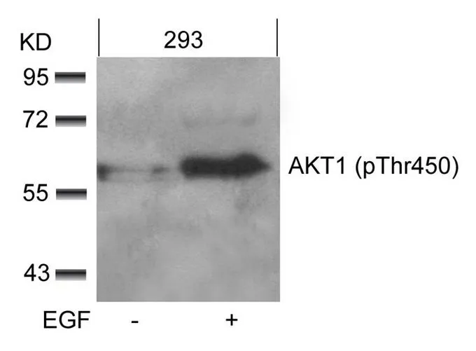 WB analysis of extracts from 293 cells untreated or treated with EGF using GTX50339 AKT (phospho Thr450) antibody.