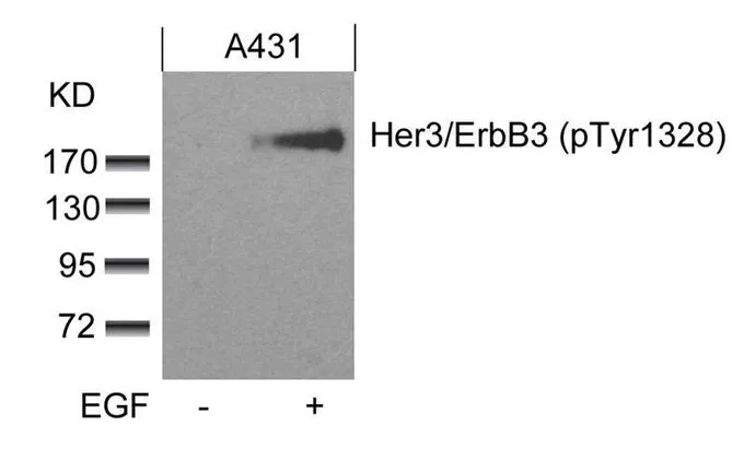 WB analysis of extracts from A431 cells untreated or treated with EGF using GTX50341 Her3 / ErbB3 (phospho Tyr1328) antibody.