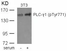 WB analysis of extracts from 3T3 cells untreated or treated with serum using GTX50346 PLCG1 (phospho Tyr771) antibody.