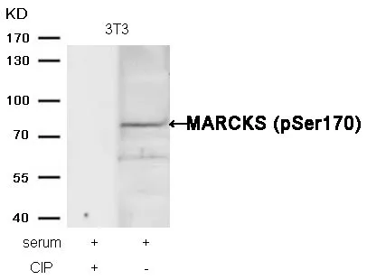WB analysis of extracts from 3T3 cells treated with serum or calf intestinal phosphatase (CIP) using GTX50348 MARCKS (phospho Ser170) antibody.