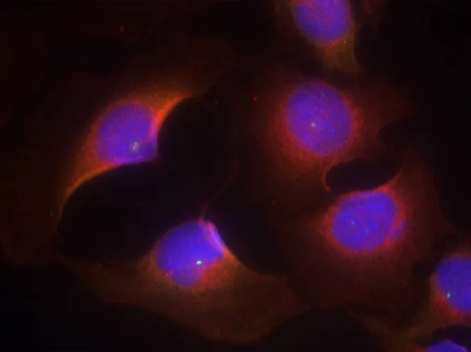 ICC/IF analysis of methanol-fixed HeLa cells using GTX50352 CDK6 (Phospho Tyr13) antibody. ICC/IF analysis of methanol-fixed HeLa cells using GTX50352 CDK6 (Phospho Tyr13) antibody.