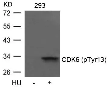 WB analysis of extracts from 293 cells untreated or treated with HU using GTX50352 CDK6 (Phospho Tyr13) antibody.