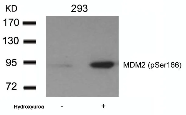 WB analysis of extracts from 293 cells untreated or treated with Hydroxyurea using GTX50357 MDM2 (phospho Ser166) antibody.