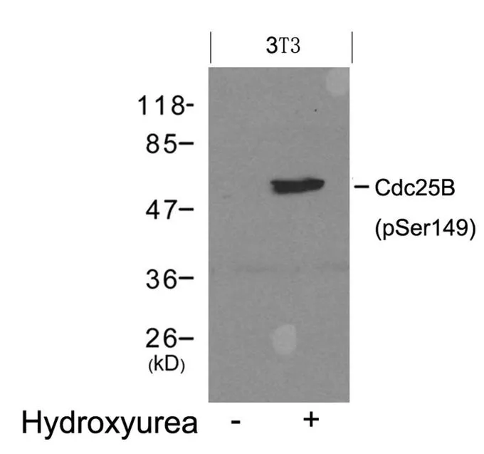 WB analysis of extracts from 3T3 cells untreated (lane 1) or treated with Hydroxyurea (lane 2) using GTX50360 CDC25B (phospho Ser149) antibody.
