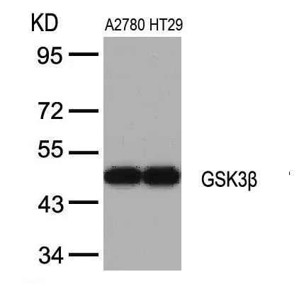 WB analysis of extracts from A2780 and HT-29 cells using GTX50363 GSK3 beta antibody.