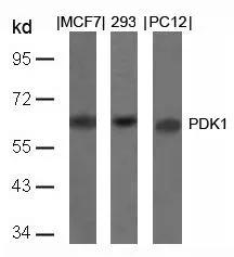WB analysis of extracts from MCF, 293, and PC12 cells using GTX50366 PDPK1 / PDK1 antibody.