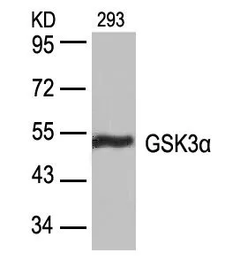 WB analysis of extracts from 293 cells using GTX50368 GSK3 alpha antibody.