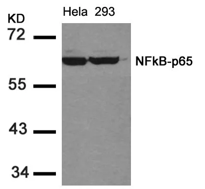 WB analysis of extracts from HeLa and 293 cells using GTX50374 NFkB p65 antibody.