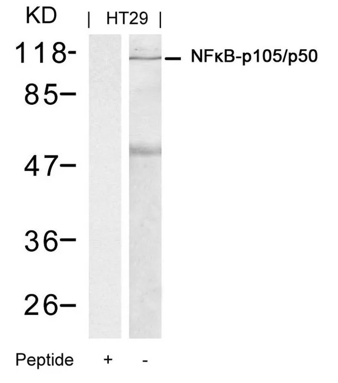 WB analysis of extracts from HT-29 cells using GTX50377 NFkB p105/p50 antibody with or without blocking peptide.