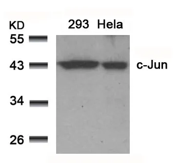 WB analysis of extracts from 293 and HeLa cells using GTX50381 c-Jun antibody.