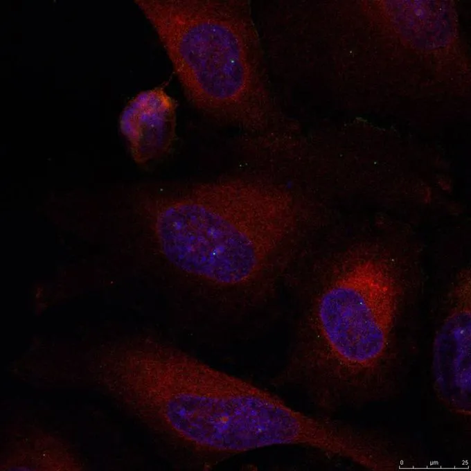 ICC/IF analysis of methanol-fixed HeLa cells using GTX50386 JunB antibody. ICC/IF analysis of methanol-fixed HeLa cells using GTX50386 JunB antibody.