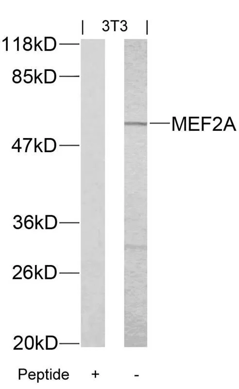 WB analysis of extracts from 3T3 cells using GTX50397 MEF2A antibody with or without blocking peptide.