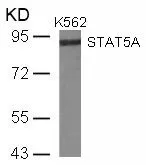 WB analysis of extracts from K562 cells using GTX50405 STAT5A antibody.