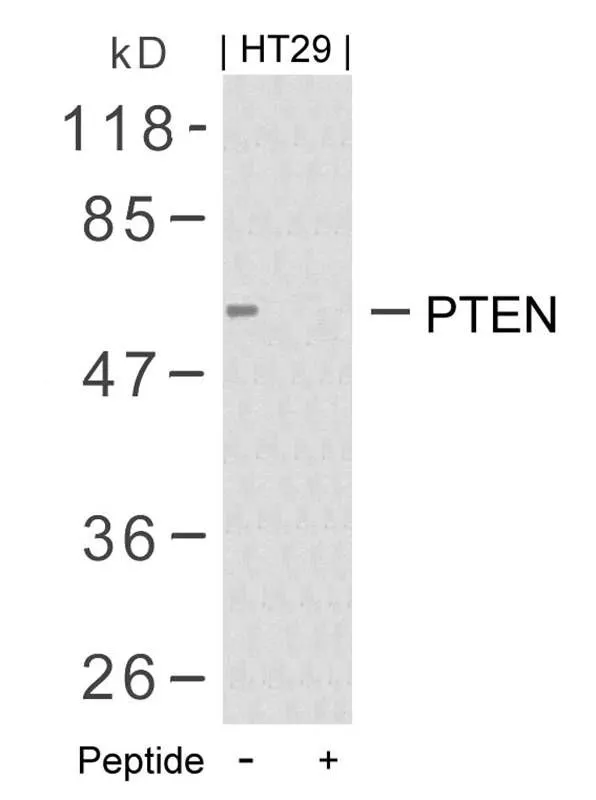 WB analysis of extracts from HT-29 cells using GTX50411 PTEN antibody with or without blocking peptide.