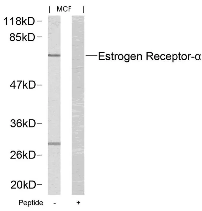 WB analysis of extracts from MCF cells using GTX50421 Estrogen Receptor alpha antibody with or without blocking peptide.