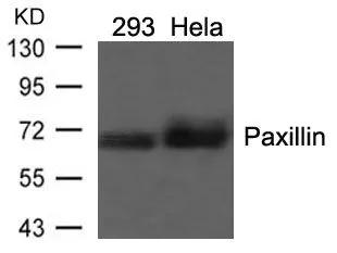 WB analysis of extracts from 293 and HeLa cells using GTX50457 Paxillin antibody.