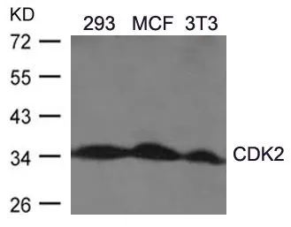 WB analysis of extracts from 293,MCF,3T3 cells using GTX50461 CDK2 antibody.