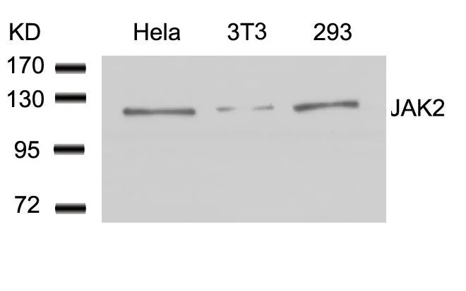 WB analysis of extracts from HeLa, 3T3, and 293 cells using GTX50467 JAK2 antibody. WB analysis of extracts from HeLa, 3T3, and 293 cells using GTX50467 JAK2 antibody.
