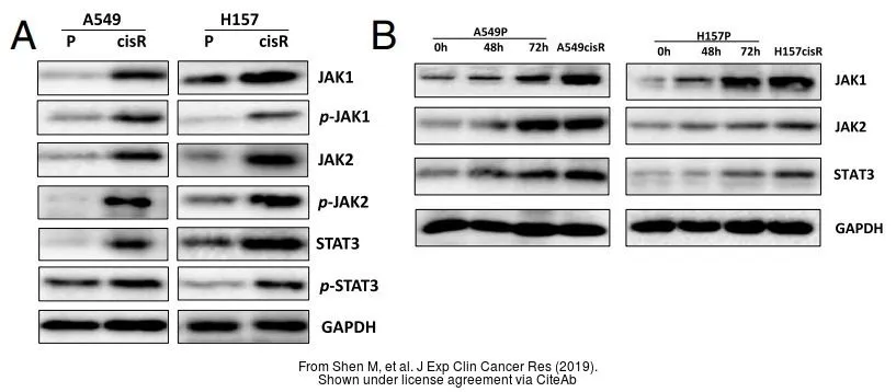 The data was published in the 2019 in J Exp Clin Cancer Res. PMID: 30961670